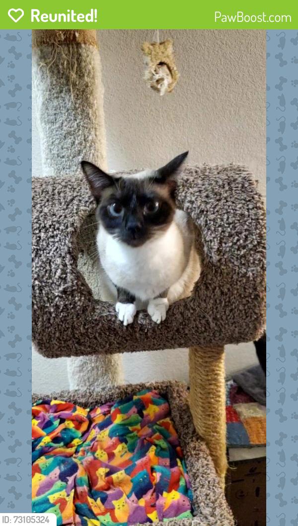 Reunited Female Cat last seen Tami Loop Drive, Wilsonville, OR 97070