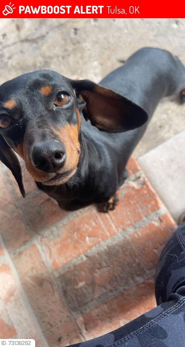 Lost Female Dog last seen under the bridge, Tulsa, OK 74136