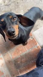 Lost Female Dog last seen under the bridge, Tulsa, OK 74136