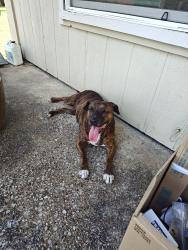 Reunited Female Dog last seen Lancaster, Fort Worth, TX 76112