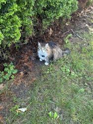 Lost Female Cat last seen Heatherstone in Springridge, Ottawa, ON 