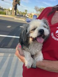 Reunited Female Dog last seen Lincoln & Alta Loma, Corona, CA 92882