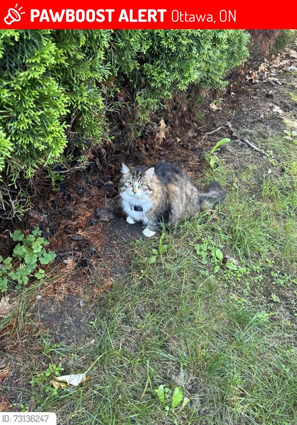Lost Female Cat last seen Heatherstone in Springridge, Ottawa, ON 