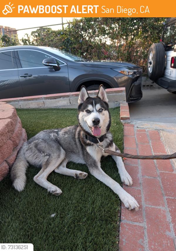 Found/Stray Male Dog last seen Dunlop St near Garston St, San Diego, CA 92111