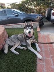 Found/Stray Male Dog last seen Dunlop St near Garston St, San Diego, CA 92111