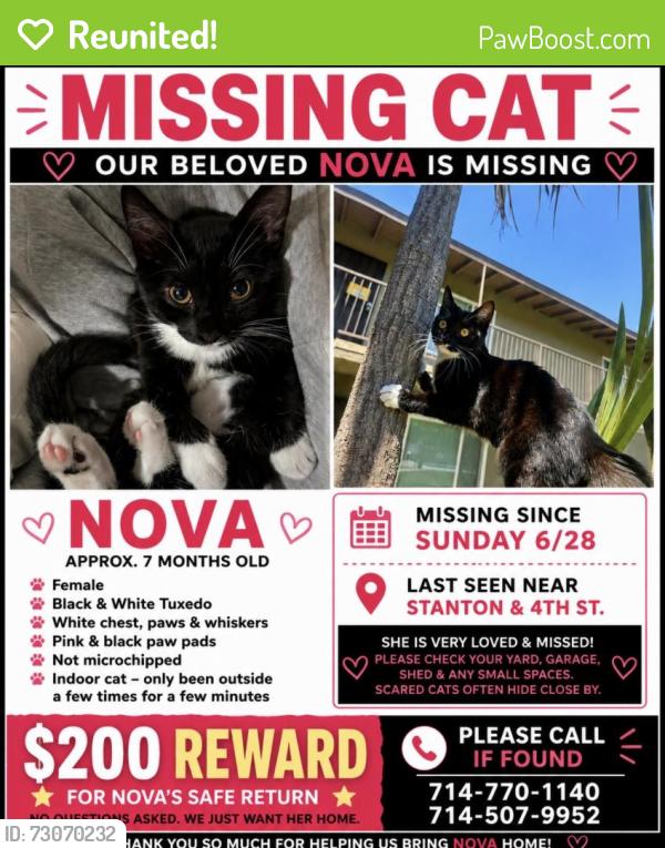 Reunited Female Cat last seen 4th and stanton, Buena Park, CA 90621