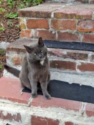 Reunited Female Cat last seen Revere, Revere, MA 02151