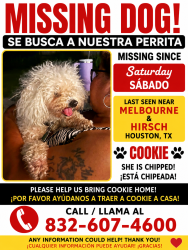 Lost Female Dog last seen Hirsch & Melbourne, Houston, TX 77026