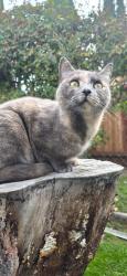 Reunited Female Cat last seen Louise, Manteca, CA 95336