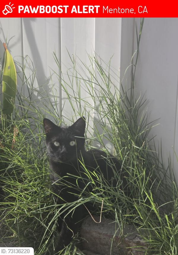 Lost Male Cat last seen Mentone Blvd & Crafton Ave, Mentone, CA 92359