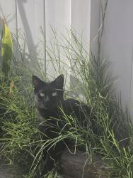 Lost Male Cat last seen Mentone Blvd & Crafton Ave, Mentone, CA 92359