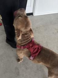 Reunited Male Dog last seen Sycamore vista, Vail, AZ 85641