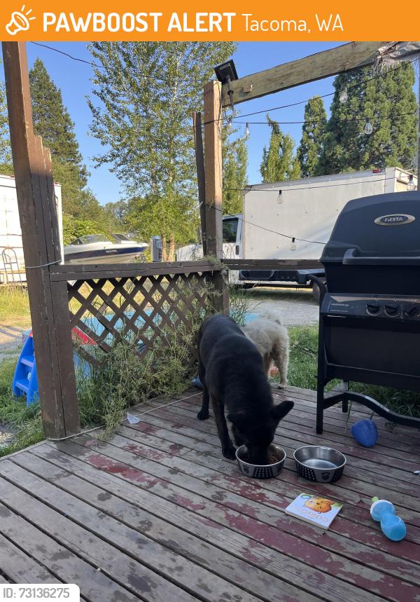 Found/Stray Female Dog last seen 96th, Tacoma, WA 98445