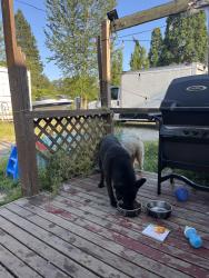 Found/Stray Female Dog last seen 96th, Tacoma, WA 98445