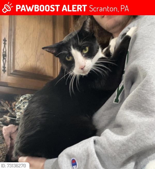 Lost Male Cat last seen Green Street, Scranton, PA 18508