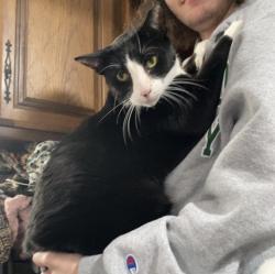 Lost Male Cat last seen Green Street, Scranton, PA 18508