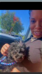 Reunited Female Dog last seen Cheyenne villas apmts (Cheyenne/Simmons), North Las Vegas, NV 89032