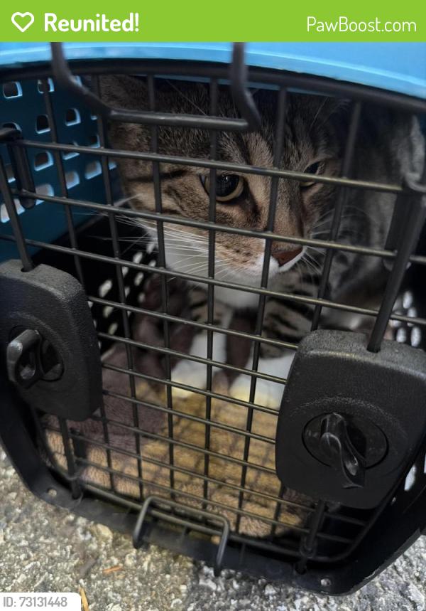 Reunited Female Cat last seen Bradford hills, Chesterbrook, PA 19087