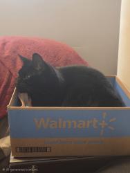 Reunited Female Cat last seen Apperson St, Los Angeles, CA 91040