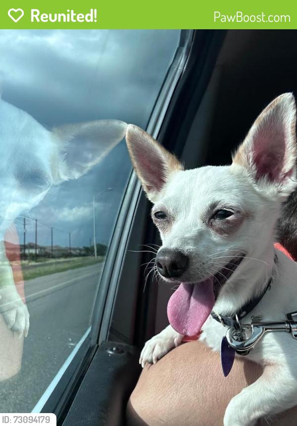 Reunited Female Dog last seen Elm Valley dr and Walnut Valley, San Antonio, TX 78242