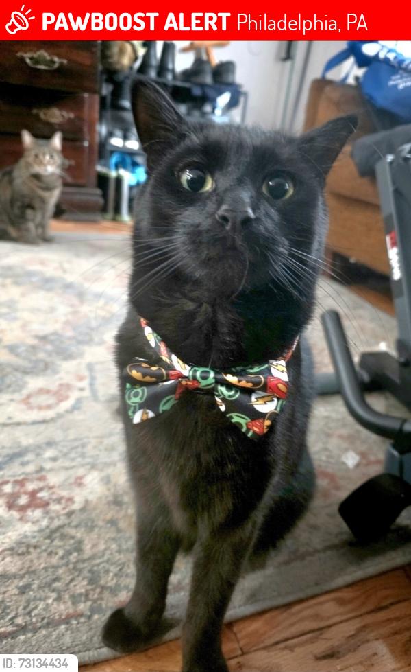 Lost Male Cat last seen Greys ferry and 35th, Philadelphia, PA 19146