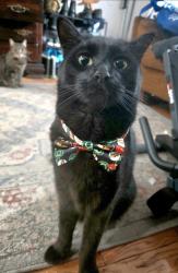 Lost Male Cat last seen Greys ferry and 35th, Philadelphia, PA 19146