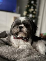 Reunited Male Dog last seen Rockmoor Court in Sugar Creek, Sugar Land, TX 77478