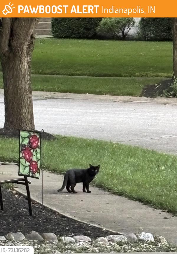 Found/Stray Unknown Cat last seen Admirals Woods Circle, Indianapolis, IN 46236