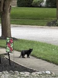 Found/Stray Unknown Cat last seen Admirals Woods Circle, Indianapolis, IN 46236