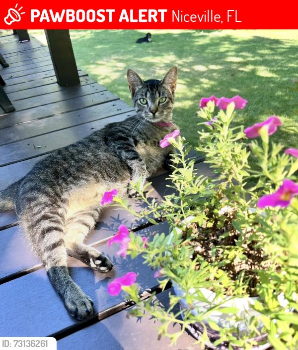 Lost Female Cat last seen Jamaica Way, Niceville, FL 32578