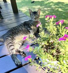 Lost Female Cat last seen Jamaica Way, Niceville, FL 32578