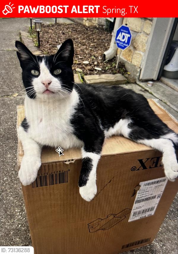 Lost Male Cat last seen Alden Bridge / Branch Crossing in the Woodlands, Spring, TX 77382