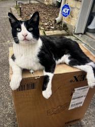 Lost Male Cat last seen Alden Bridge / Branch Crossing in the Woodlands, Spring, TX 77382