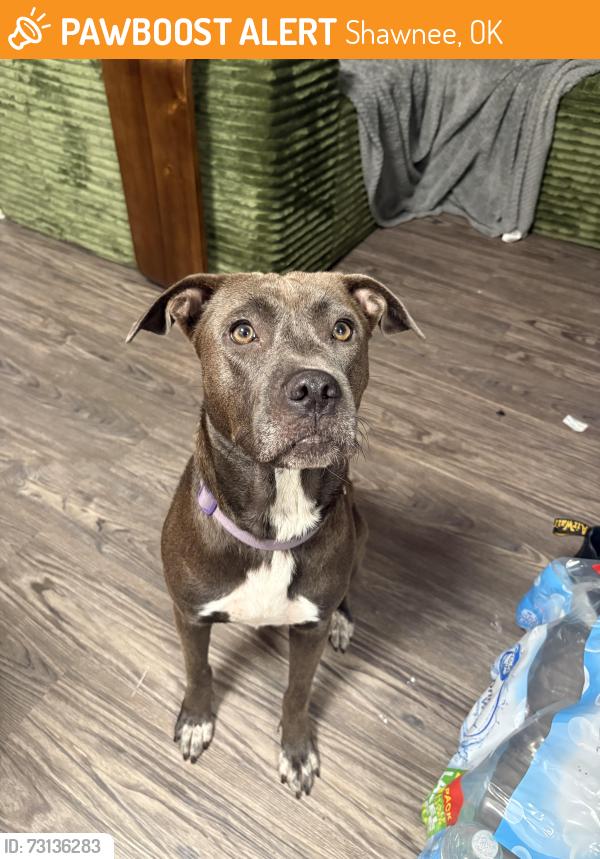 Found/Stray Female Dog last seen Kickapoo and 40, Shawnee, OK 74804