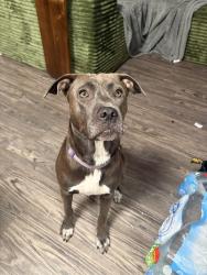 Found/Stray Female Dog last seen Kickapoo and 40, Shawnee, OK 74804