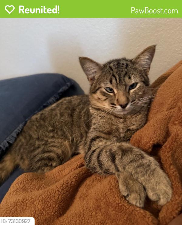 Reunited Male Cat last seen sanctuary trails drive, Harris County, TX 77388