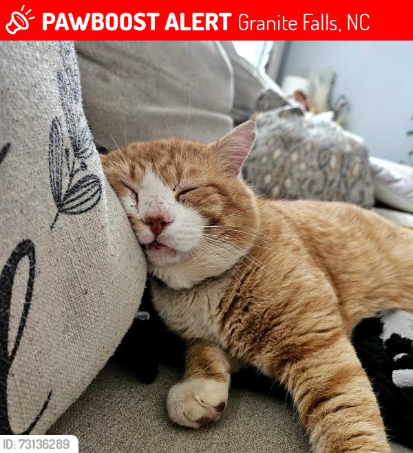 Lost Male Cat last seen Grace chapel rd, Granite Falls, NC 28630