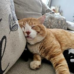 Lost Male Cat last seen Grace chapel rd, Granite Falls, NC 28630