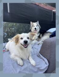 Reunited Female Dog last seen Near, Miami, FL 33155