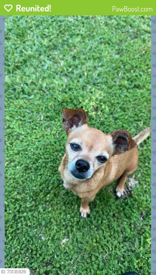 Reunited Male Dog last seen By my hse exactly, Houston, TX 77089