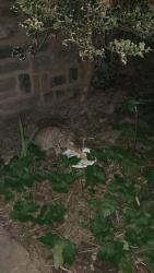 Found/Stray Unknown Cat last seen 238th between Riverdale and Johnson Avenue, The Bronx, NY 10463