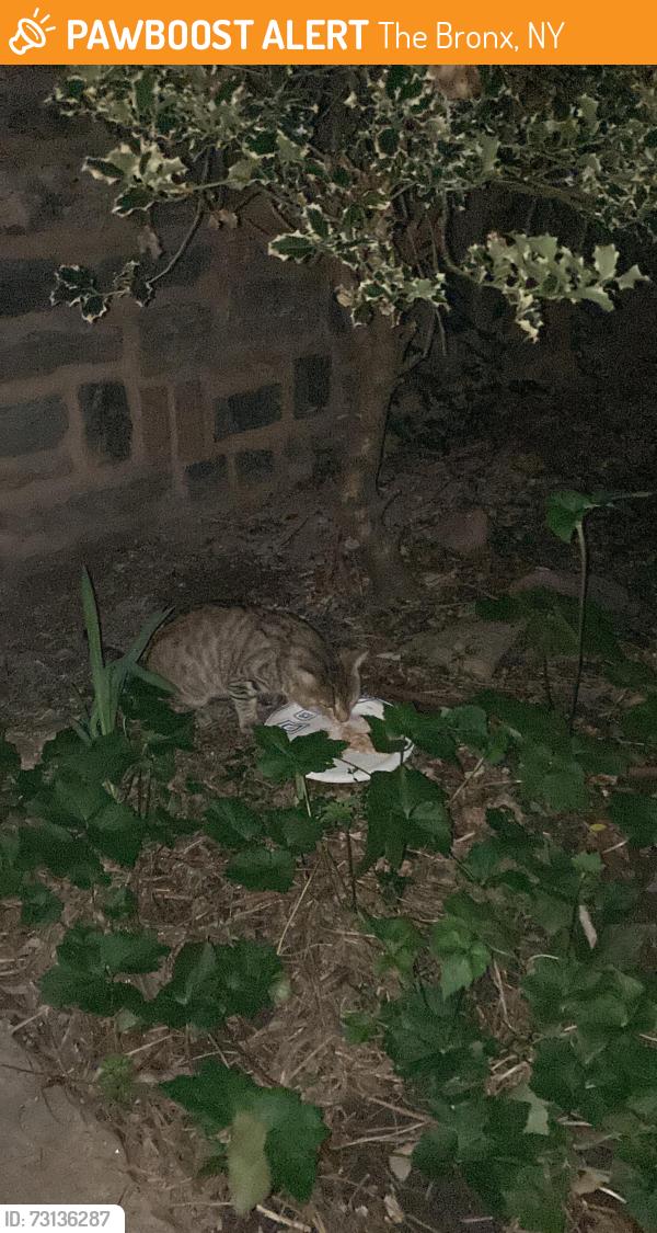 Found/Stray Unknown Cat last seen 238th between Riverdale and Johnson Avenue, The Bronx, NY 10463