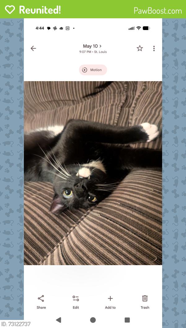 Reunited Male Cat last seen Arsenal and Leola, St. Louis, MO 63139