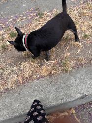 Found/Stray Male Dog last seen Maxwell Avenue, Oakland, CA 94619