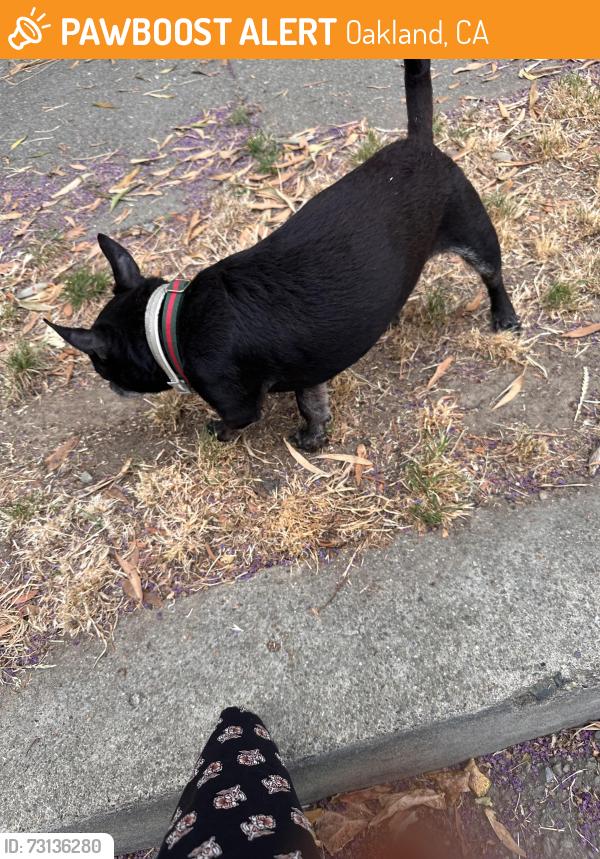 Found/Stray Male Dog last seen Maxwell Avenue, Oakland, CA 94619