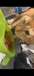 Lost Male Cat last seen Euclid and fifth, Ontario, CA 91762
