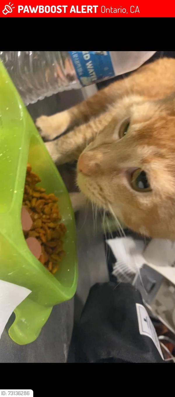 Lost Male Cat last seen Euclid and fifth, Ontario, CA 91762