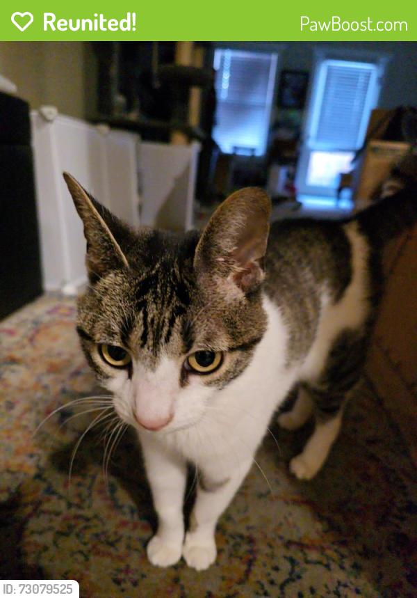 Reunited Female Cat last seen Carlisle Way and Kingfisher, Sunnyvale, CA 94087