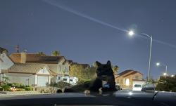 Lost Male Cat last seen Washburn and Scott Robinson, North Las Vegas, NV 89031