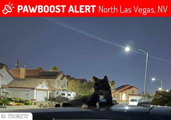Lost Male Cat last seen Washburn and Scott Robinson, North Las Vegas, NV 89031